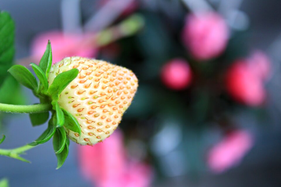 Nature summer fruit