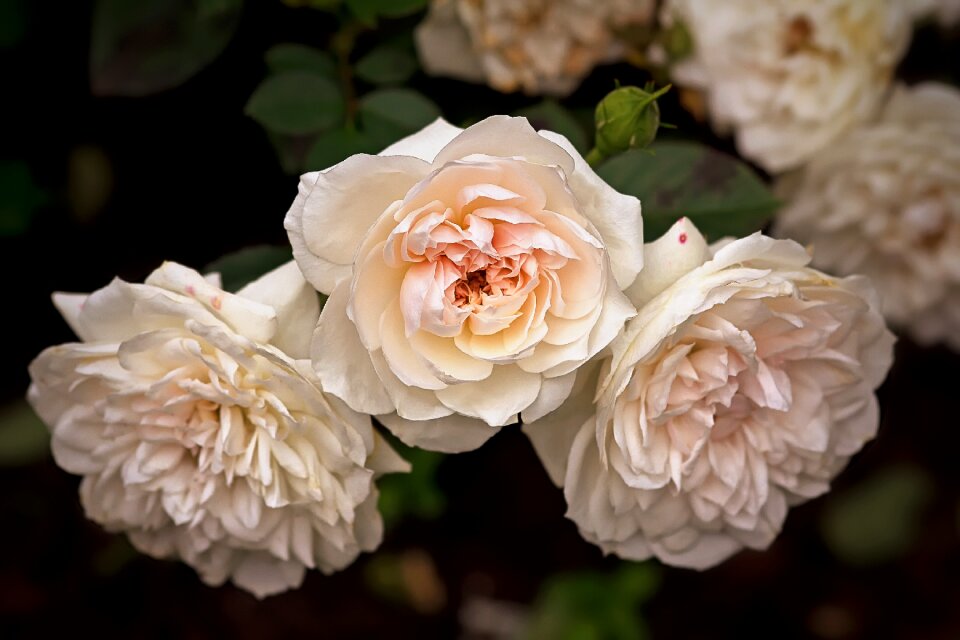 Rosaceae filled roses romantic