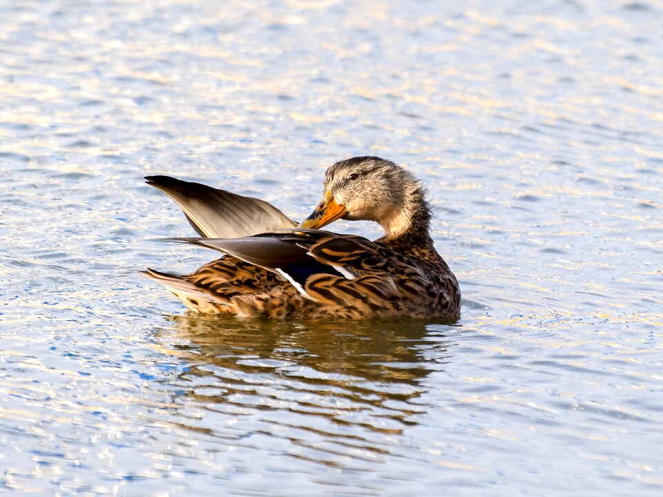 Water bird nature animal