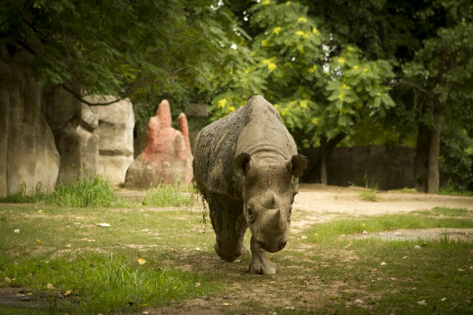 Rhino rhino at zoo rhino walking toward camera