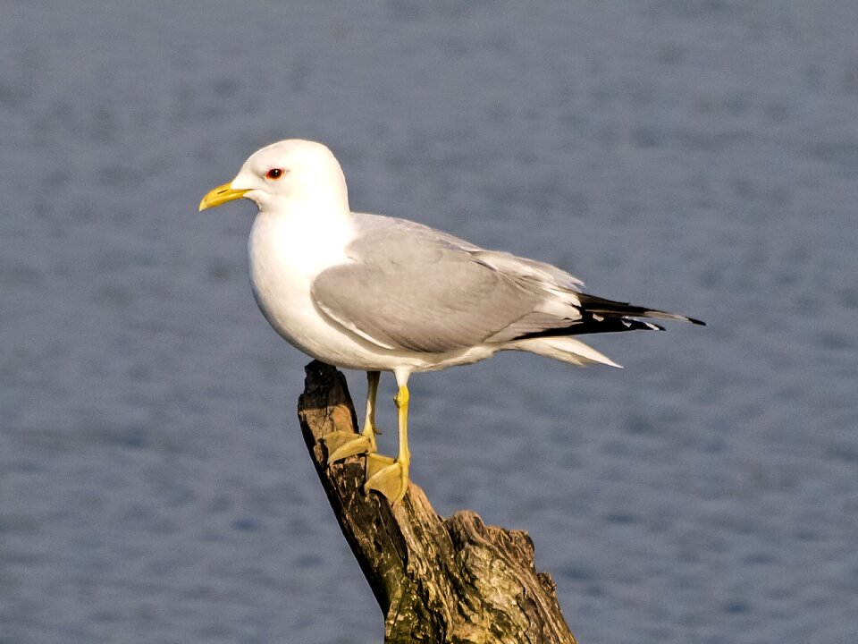 Water bird nature animal photo