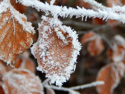 Winter iced leaf