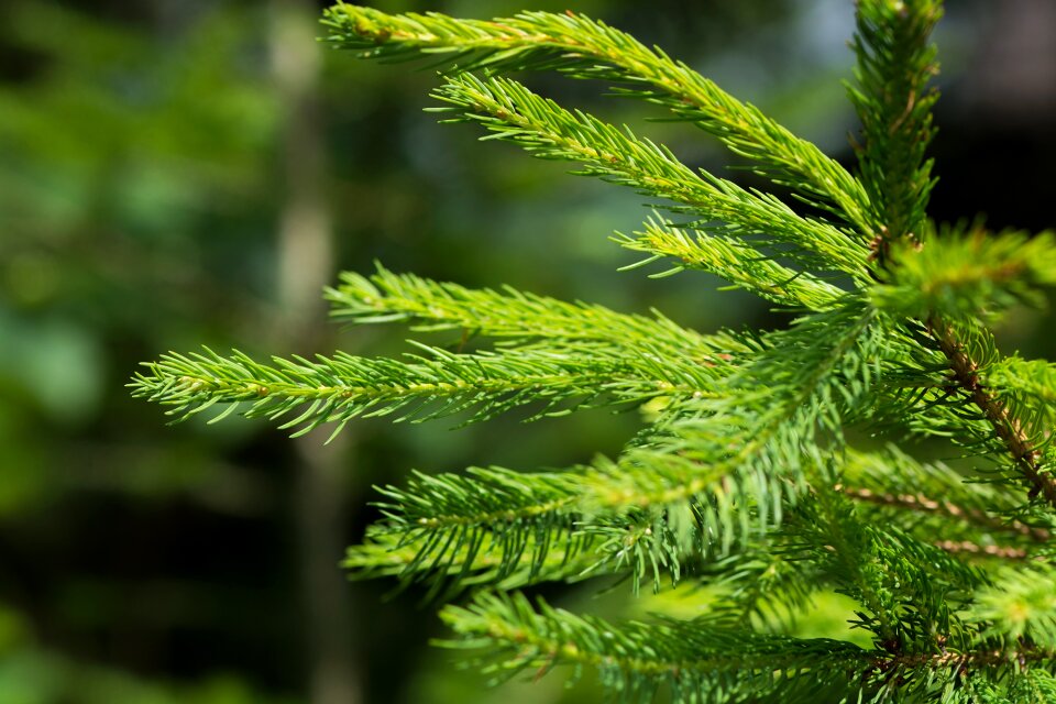 Green nature plant
