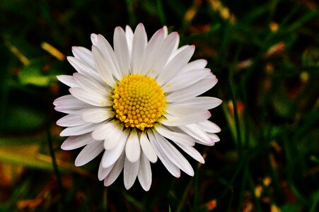 Flowers spring flower