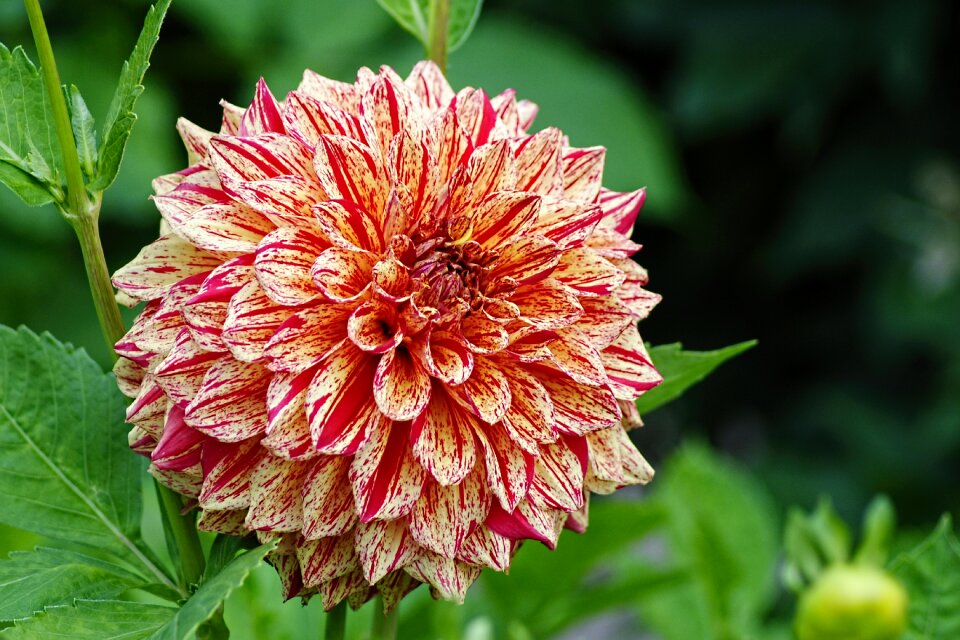 Autumn dahlias dahlia garden blossom
