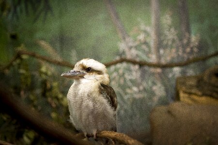 Bird pointy beak bird at zoo