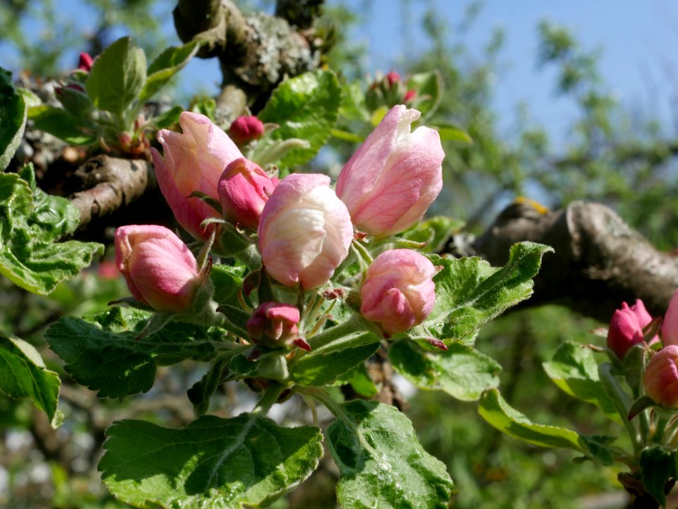 Minister von Hammerstein Freilichtmuseum Roscheider Hof Knospen H10