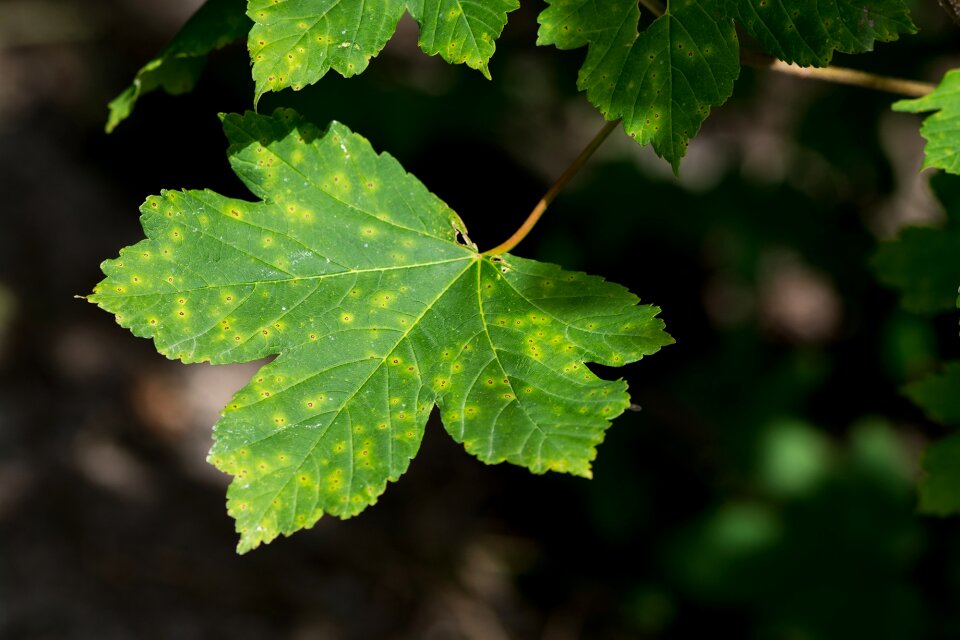 Smart forest nature
