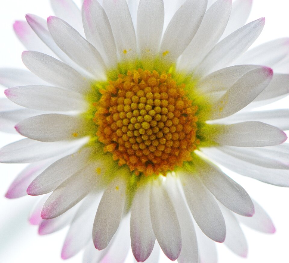 Spring flower meadow