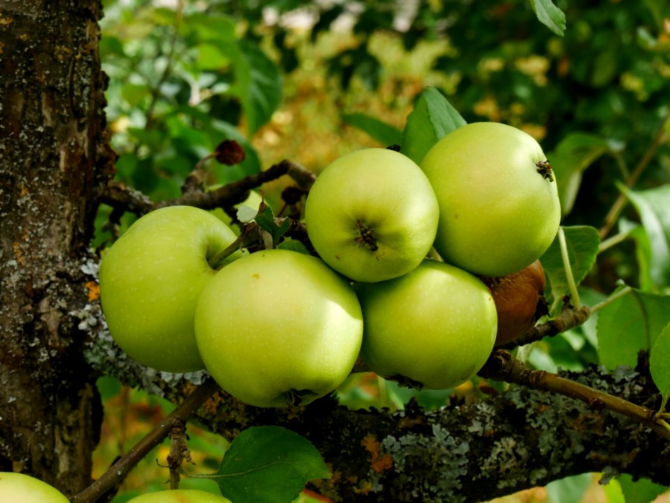 Minister von Hammerstein Freilichtmuseum Roscheider Hof Frucht H14
