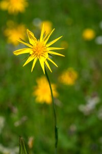 Yellow flower pointed flower yellow meadow flower photo