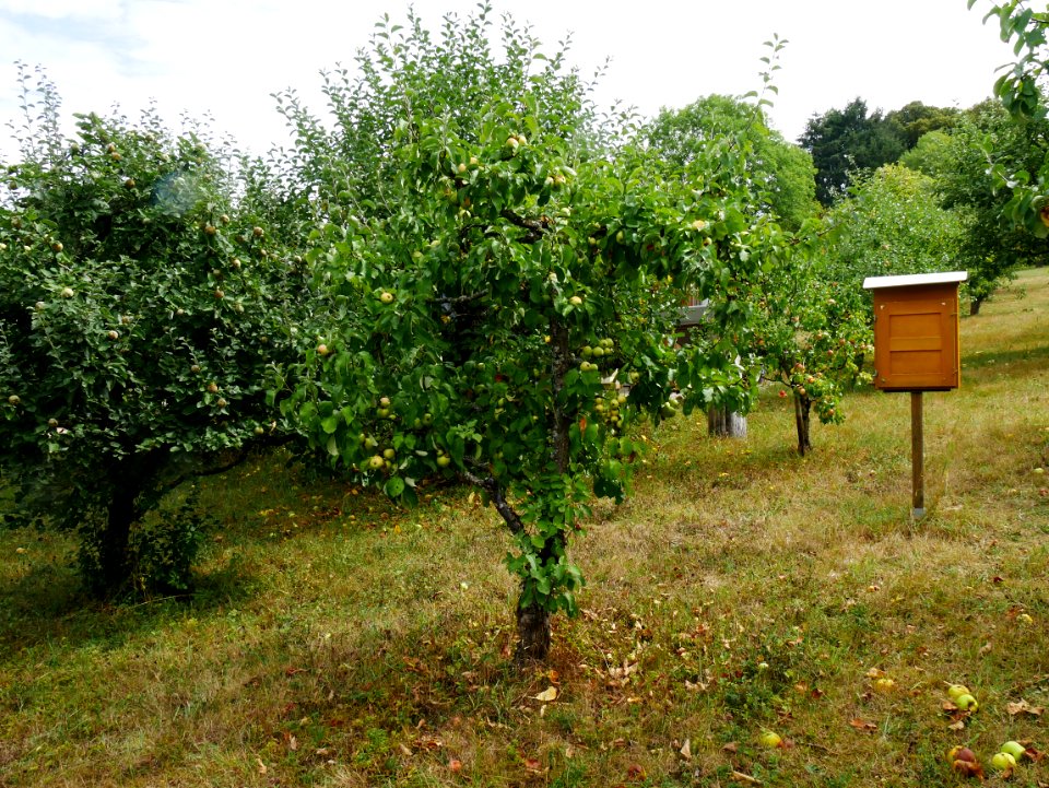 Minister von Hammerstein Freilichtmuseum Roscheider Hof Ganzer Baum H8