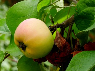 Minister von Hammerstein Freilichtmuseum Roscheider Hof Frucht H13