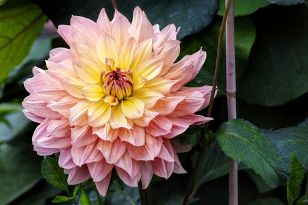 Autumn dahlias dahlia garden blossom photo