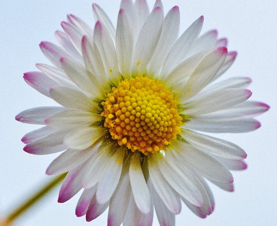 Spring flower meadow