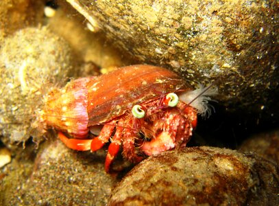 Marine life philippines puerto galera photo