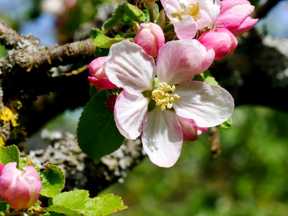Minister von Hammerstein Freilichtmuseum Roscheider Hof Blüte H3