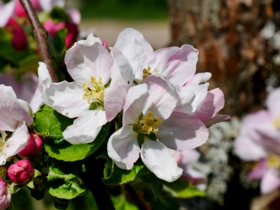 Minister von Hammerstein Freilichtmuseum Roscheider Hof Blüte H2