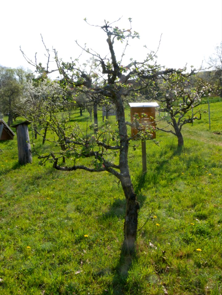 Minister von Hammerstein Freilichtmuseum Roscheider Hof Ganzer Baum H12