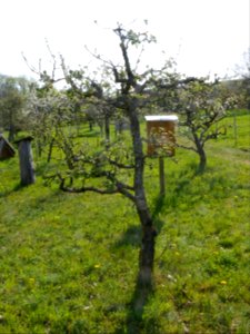 Minister von Hammerstein Freilichtmuseum Roscheider Hof Ganzer Baum H12