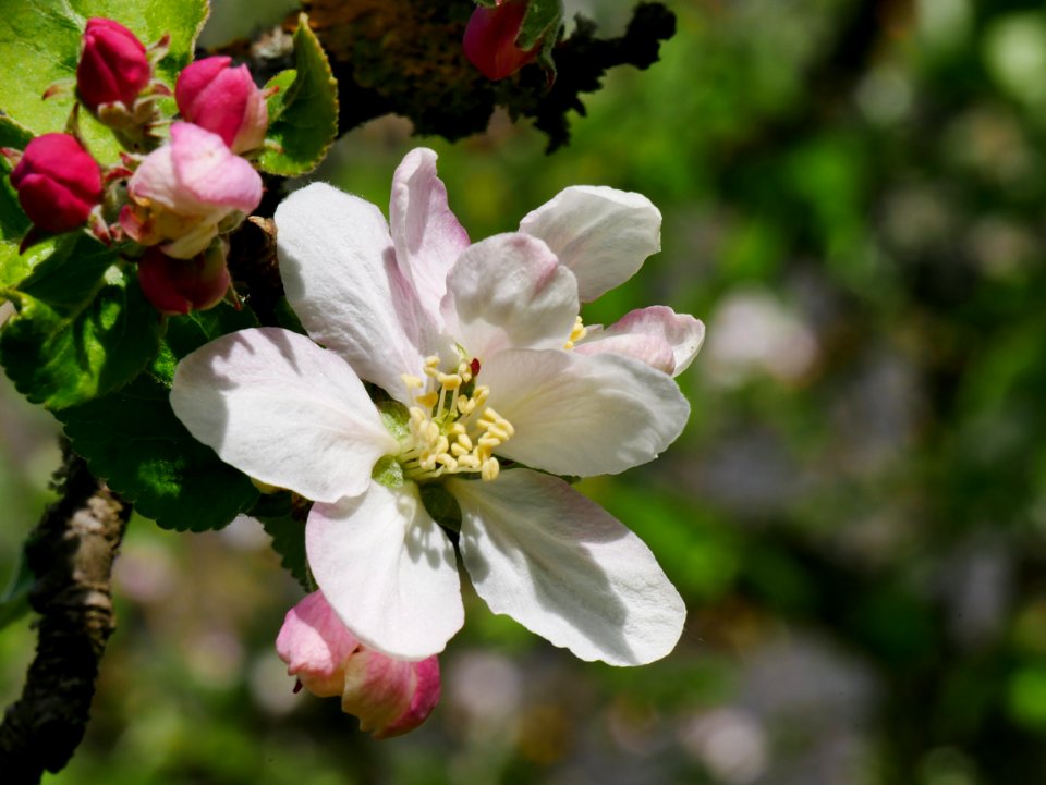 Minister von Hammerstein Freilichtmuseum Roscheider Hof Blüte H1