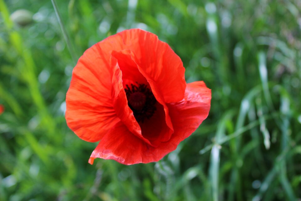 Plant blooms poppy flower