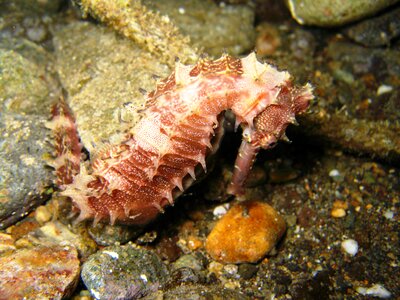 Marine life philippines puerto galera
