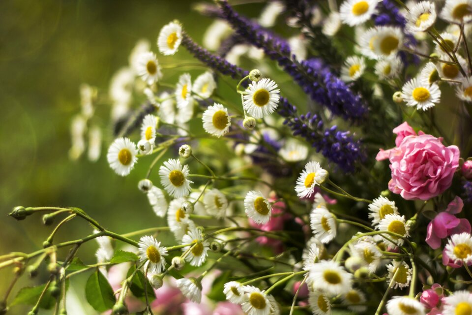 Nature summer flowers wildflowers