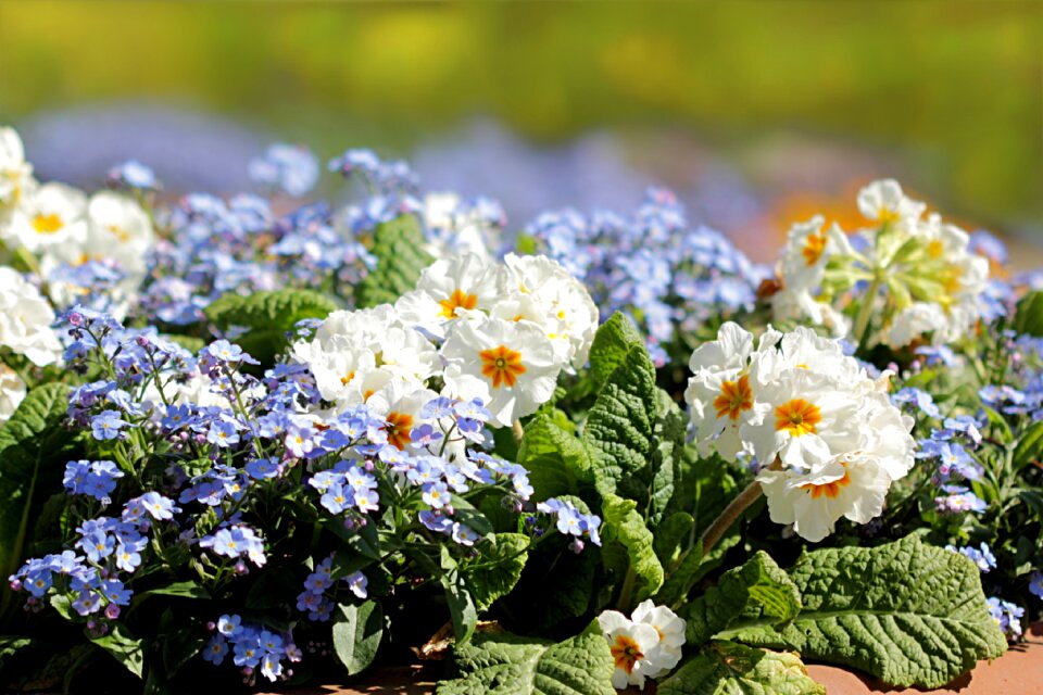 Flower flower bed spring