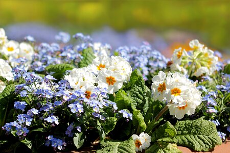 Flower flower bed spring