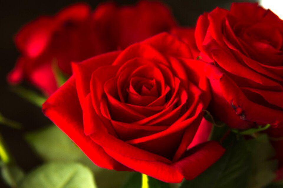 Roses flowers red