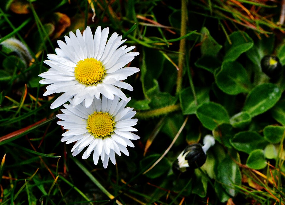Flowers spring flower