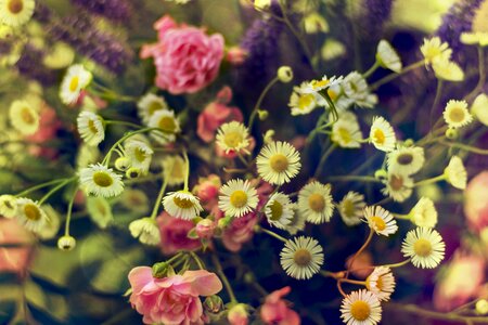 Flowers wildflowers bouquet of flowers composition photo