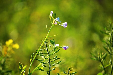 Bees field of rapeseeds nature