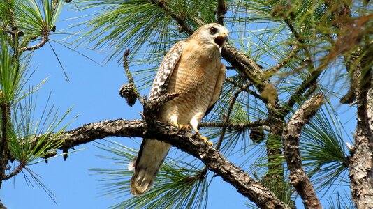 Wildlife bird nature