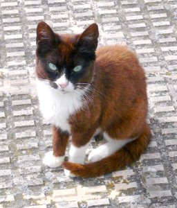 Miranda de Ebro - Gatos 2