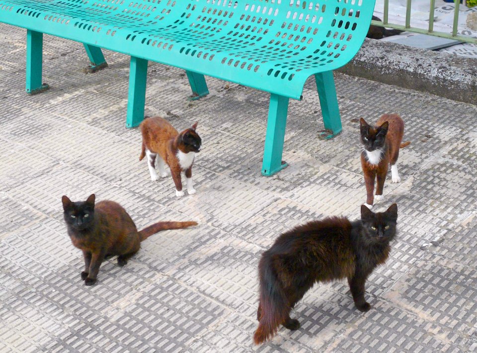 Miranda de Ebro - Gatos 1