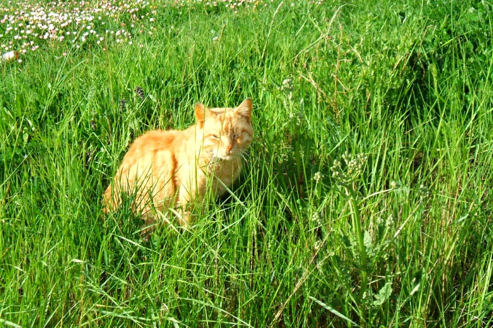 Miranda de Ebro - gato semiasalvajado, en su coto de correrías y fechorías 2