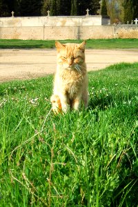 Miranda de Ebro - gato semiasalvajado, en su coto de correrías y fechorías 1
