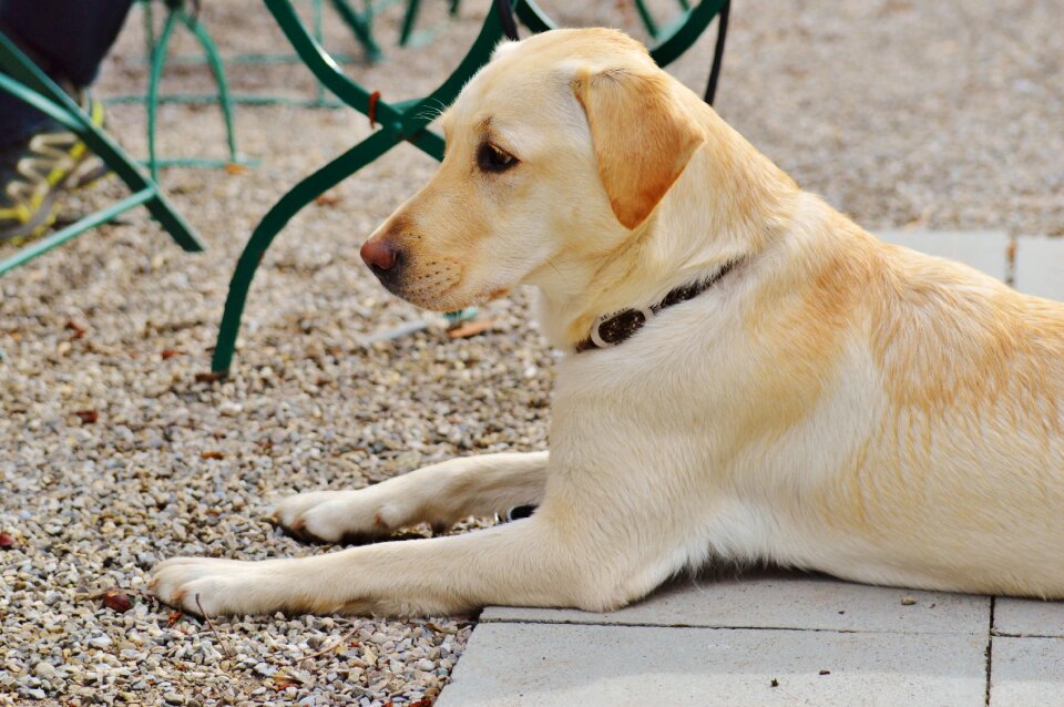 Concerns animal pet