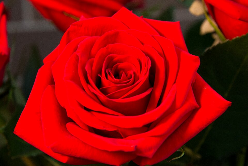Nature red flowers red roses