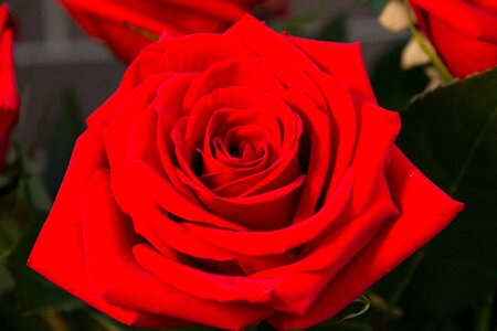 Nature red flowers red roses