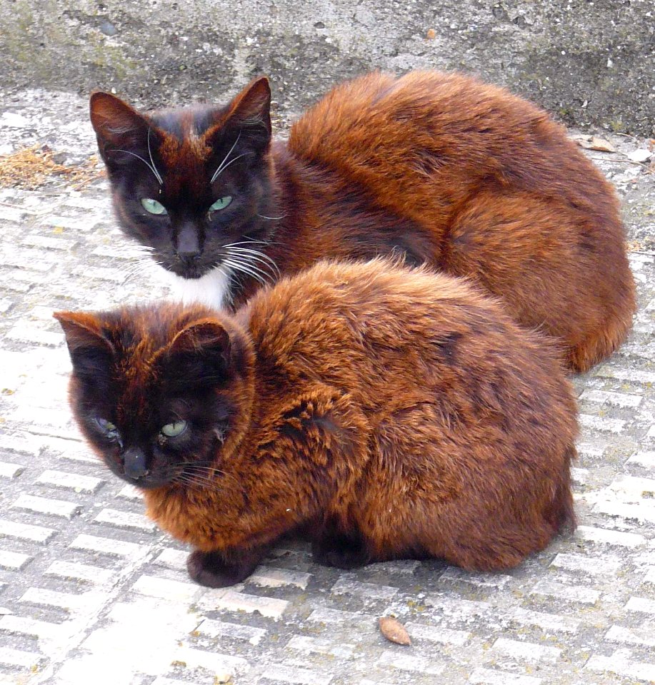 Miranda de Ebro - Gatos 4