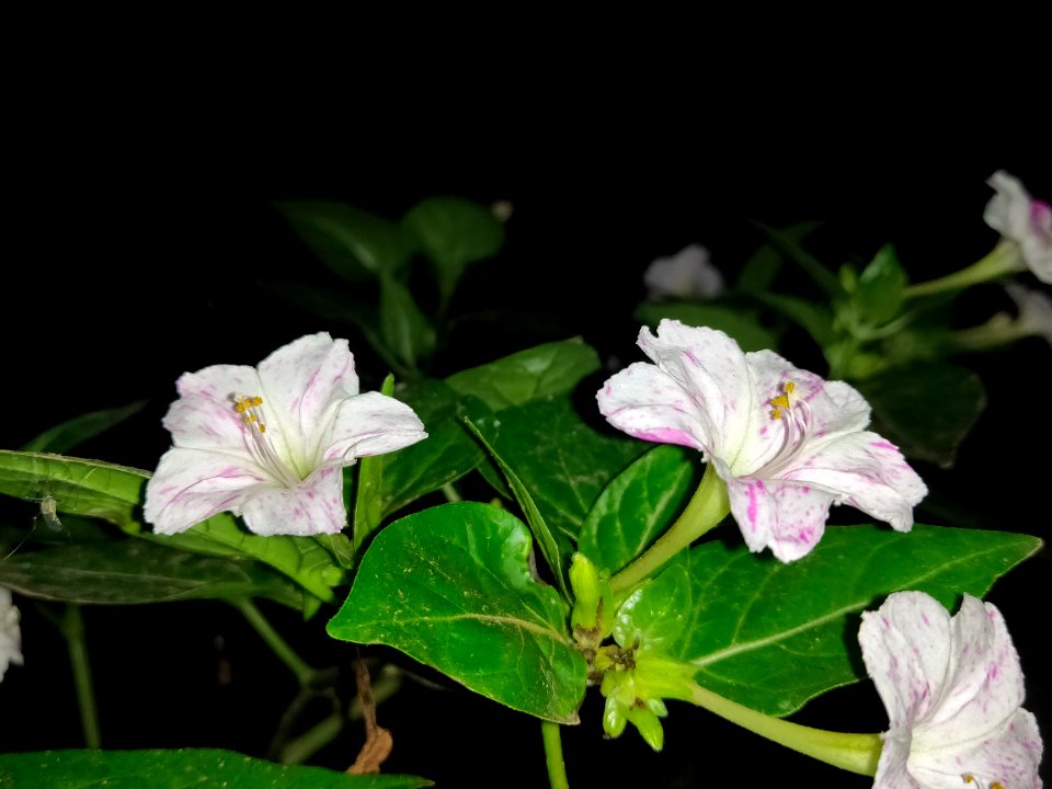 Mirabilis jalapa, 4 o'clock plant; Bengali name- সন্ধ্যামালতী 