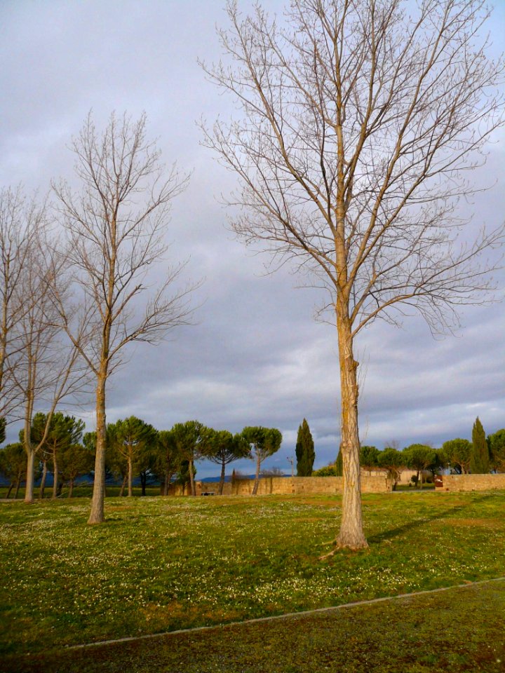 Miranda de Ebro - Cementerio Municipal de Altamira 13