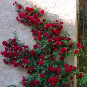 Pink flower red rose summer flowers
