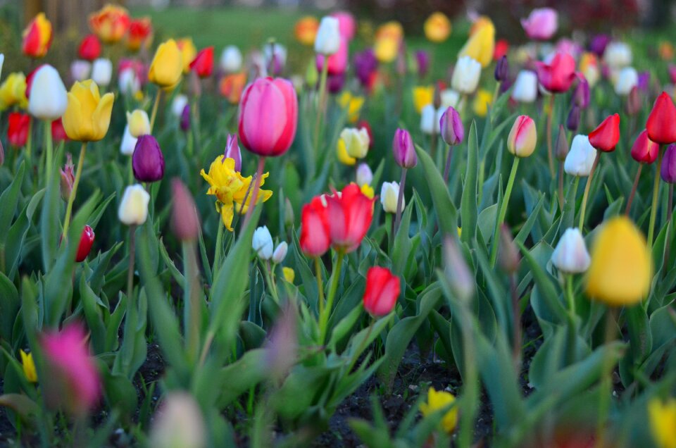 Nature spring plant
