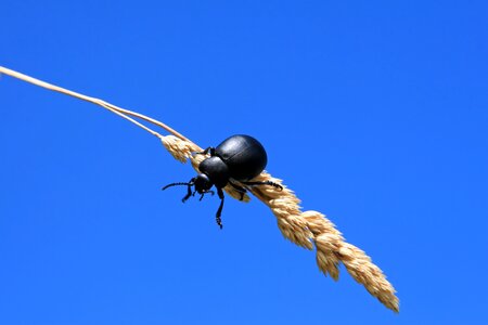 Beautiful beetle black photo