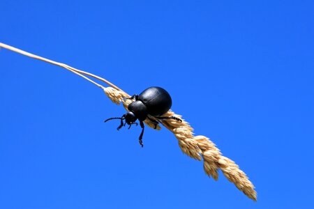 Beautiful beetle black