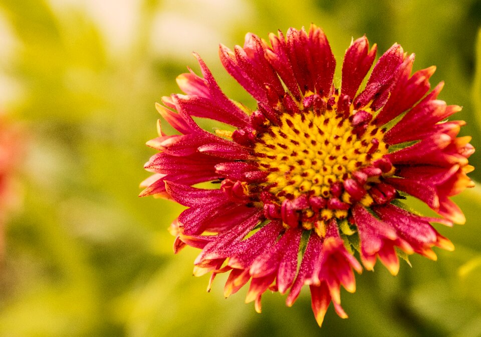 Nature yellow green